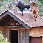 Photo n°2 de l'avis de Cinzia.o fait le 01/06/2021 à 19:45 sur le  Pizzeria Santer Hof à Sarntal