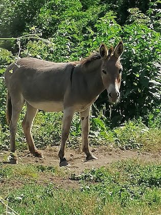 Photos des visiteurs Vacances à la ferme Grilla 16010 Mele