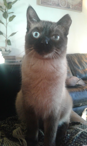 Pet Supply Store «Pet Supplies Plus», reviews and photos, 1816 S Stephenson Ave, Iron Mountain, MI 49801, USA