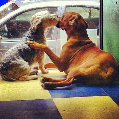 Our shy little pup has come out of his shell thanks to dog school