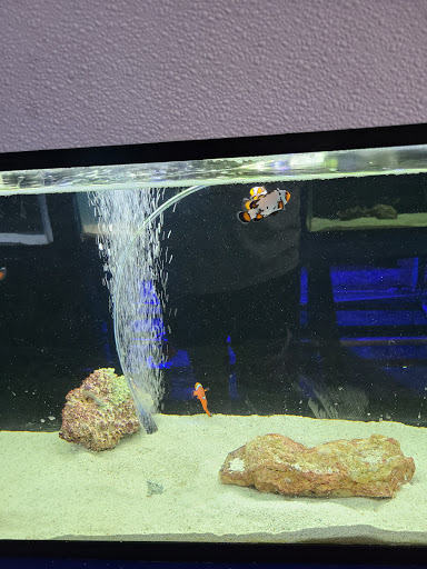 Tropical Fish Store «Fintastic Aquariums», reviews and photos, 3305 NW Main Ave, Jensen Beach, FL 34957, USA