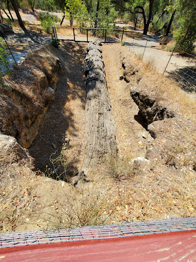 National Forest «Petrified Forest», reviews and photos