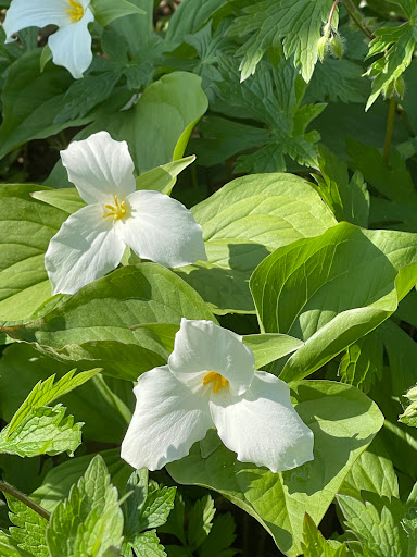 Nature Preserve «Captain Daniel Wright Woods Forest Preserve», reviews and photos, 24830 N St Marys Rd, Mettawa, IL 60045, USA