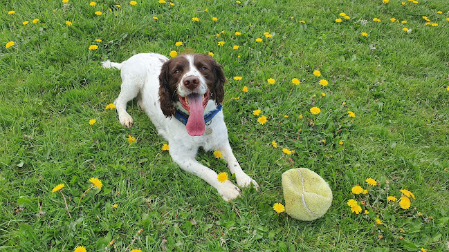 Dynamic Dog Training & Behaviour - Gloucester