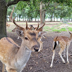 Photo n°10 de l'avis de Anja.l fait le 24/09/2023 à 07:23 sur le  Hotel & Gaststätte Zur Wildtränke Spremberg/Lausitz à Spremberg