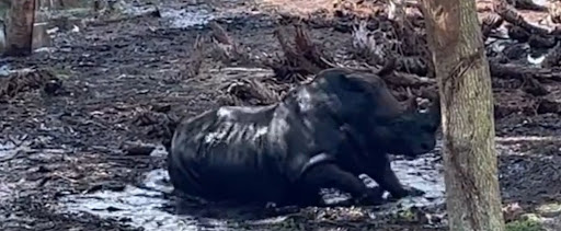 Zoo «Brevard Zoo», reviews and photos, 8225 N Wickham Rd, Melbourne, FL 32940, USA