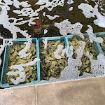 Photo n° 2 de l'avis de Maître.o fait le 10/04/2024 à 17:28 pour La Cabane de l'Aiguillon à La Teste-de-Buch