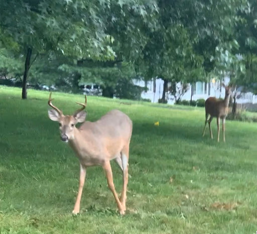 Community Center «Mayerson JCC», reviews and photos, 8485 Ridge Rd, Cincinnati, OH 45236, USA