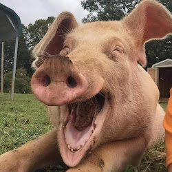 Ferma de porci Porky