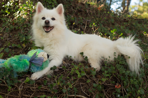 Yamaha Motorcycle Dealer «Mountain Motorsports Mall of Georgia», reviews and photos, 1700 Horizon Pkwy NE, Buford, GA 30518, USA