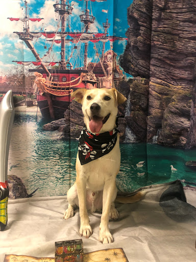 Pet Supply Store «PetSmart», reviews and photos, 101 E Euclid Ave, Mt Prospect, IL 60056, USA