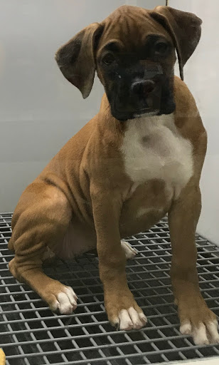 Pet Store «Petland», reviews and photos, 920 Hebron Rd, Heath, OH 43056, USA