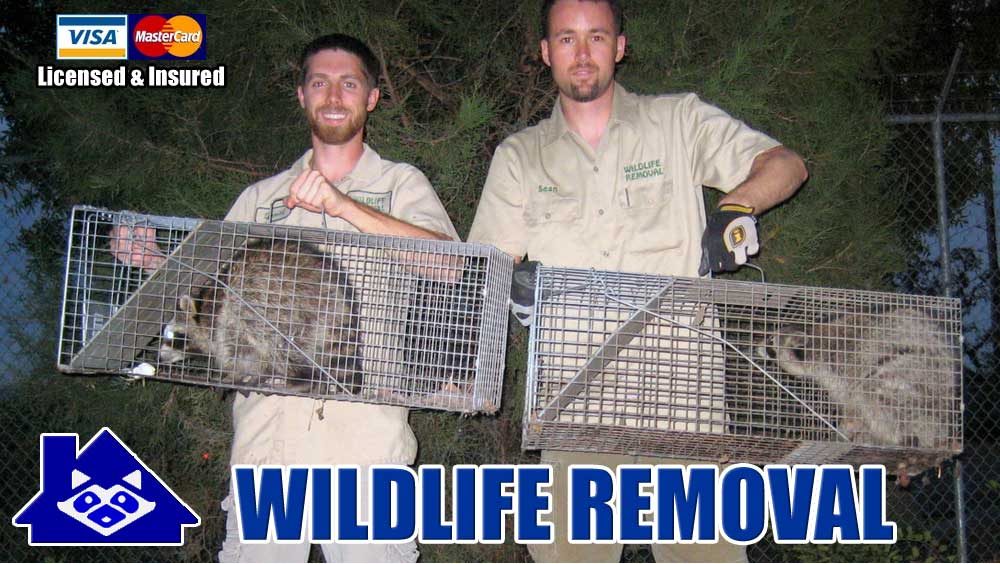 Professional Wildlife Removal Services
