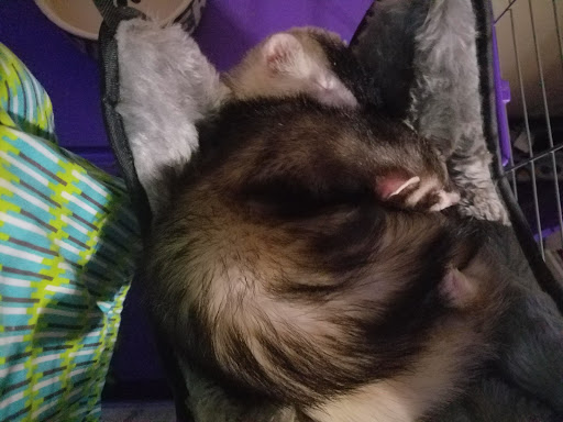 Pet Supply Store «Pet Supplies Plus», reviews and photos, 690 N State St, Westerville, OH 43082, USA