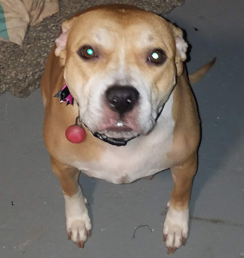 Pet Supply Store «PetSmart», reviews and photos, 2028 Miamisburg Centerville Rd, Dayton, OH 45459, USA