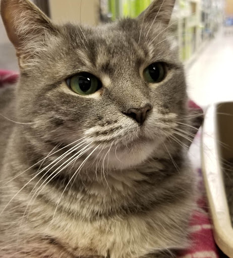 Pet Supply Store «PetSmart», reviews and photos, 7 U.S. 9, Manalapan Township, NJ 07726, USA