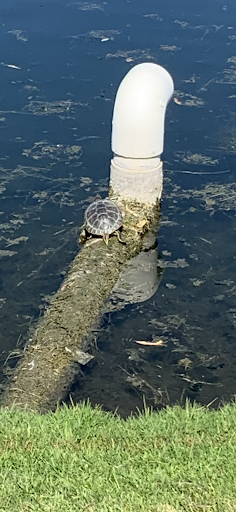 Golf Club «Paso Robles Golf Club», reviews and photos, 1600 Country Club Dr, Paso Robles, CA 93446, USA