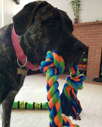 Pet Supply Store «At Your Services Pet Supplies», reviews and photos, 55 S Valle Verde Dr #300, Henderson, NV 89012, USA