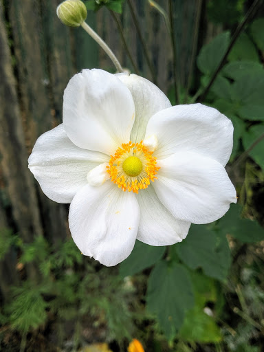 Park «Kirke Park», reviews and photos, 7028 9th Ave NW, Seattle, WA 98117, USA