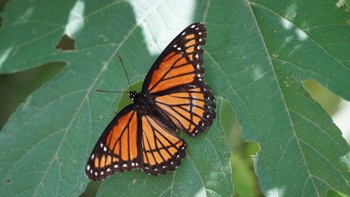 Park «Parr Park Sprayground», reviews and photos, 3010 Parr Ln, Grapevine, TX 76051, USA