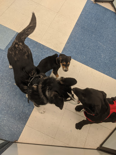 Pet Supply Store «Petco Animal Supplies», reviews and photos, 2277 Ford Pkwy, St Paul, MN 55116, USA