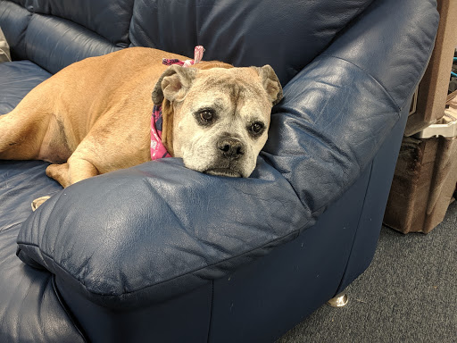 Bicycle Store «Trek Bicycle Store Greensboro», reviews and photos, 1209 Battleground Ave, Greensboro, NC 27408, USA