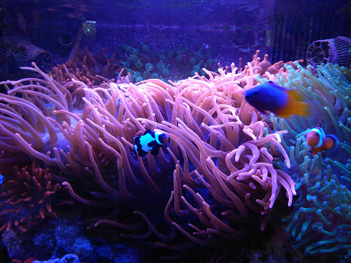 Tropical Fish Store «The Fish Store», reviews and photos, 12320 Lake City Way NE, Seattle, WA 98125, USA