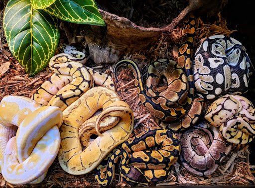 Pet Store «Bluewater Zoo Exotic Aquariums & Reptiles», reviews and photos, 159 Miracle Strip Pkwy SE, Fort Walton Beach, FL 32548, USA