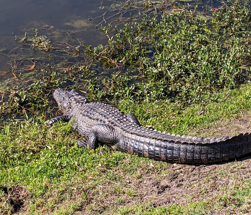 Golf Club «True Blue Golf Plantation», reviews and photos, 900 Blue Stem Dr, Pawleys Island, SC 29585, USA