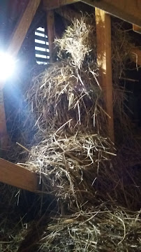 Shaffer Pest Control - Photo 2 - Car repair in , Columbus