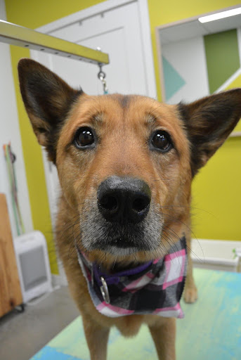 Pet Groomer «Hotdog! Pet Salon», reviews and photos, 629 1st Ave N, Fargo, ND 58102, USA