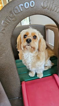 The Mindful Mutt - Photo 4 - Car repair in Allston, MA, Boston