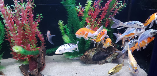 Tropical Fish Store «Aquarium Adventure», reviews and photos, 744 E Boughton Rd, Bolingbrook, IL 60440, USA