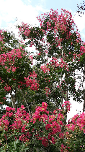 Winery «Century Farm Winery», reviews and photos, 1548 Lower Brownsville Rd, Jackson, TN 38301, USA