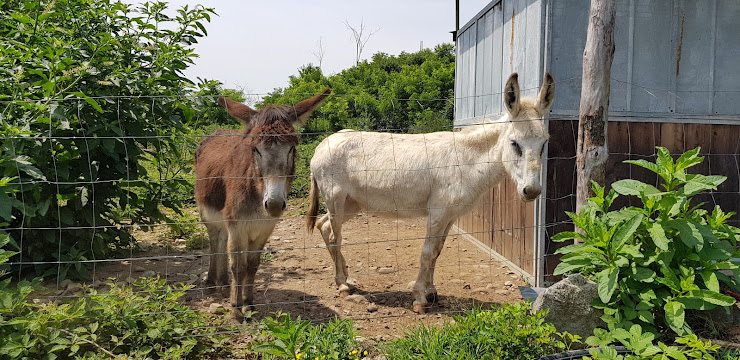 Photos des visiteurs Chambre d'hôtes B&B Sil-Vera Lago Maggiore 28046 Meina