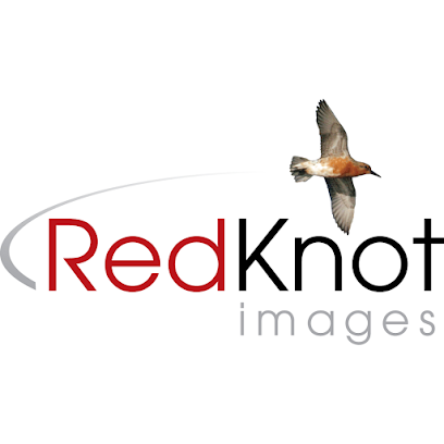 Red Knot Images