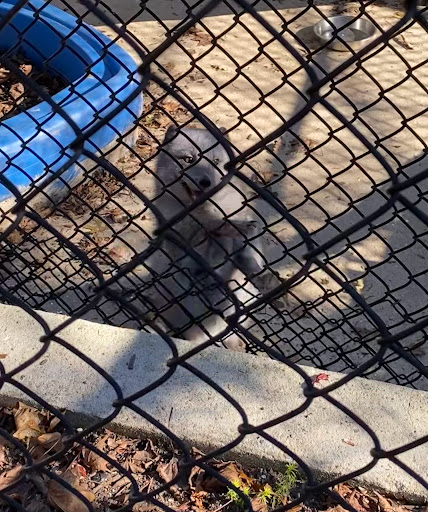 Wildlife Park «Wildlife & Ecology Center», reviews and photos, 249 Buckley Rd, Holtsville, NY 11742, USA