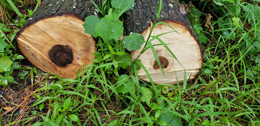 Nature Preserve «Triple Creek Nature Preserve», reviews and photos, 13112 Balm Boyette Rd, Riverview, FL 33579, USA