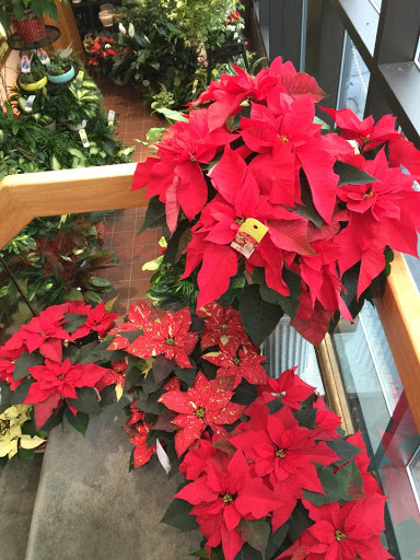 Florist «The Orchid Florist», reviews and photos, 1 Chase Ave, Waterbury, CT 06704, USA