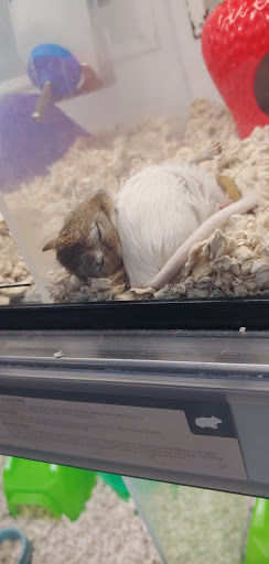 Pet Supply Store «Petco Animal Supplies», reviews and photos, 247 N Washington Hwy, Ashland, VA 23005, USA