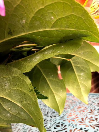 Florist «Joy Flowers Inc.», reviews and photos, 2616 Ogden Ave E, Aurora, IL 60504, USA