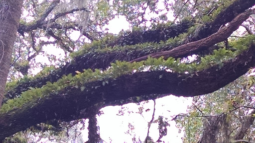 County Government Office «Brevard County Enchanted Forest Sanctuary», reviews and photos, 444 Columbia Blvd, Titusville, FL 32780, USA