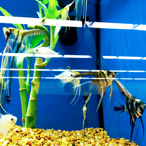 Pet Supply Store «Petco Animal Supplies», reviews and photos, 1621 Emmet St N, Charlottesville, VA 22901, USA