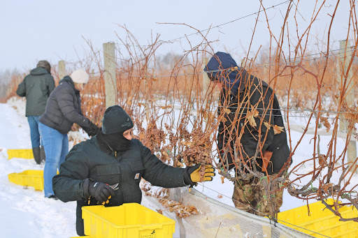 Winery «Dancing Dragonfly Winery», reviews and photos, 2013 120th Ave, St Croix Falls, WI 54024, USA
