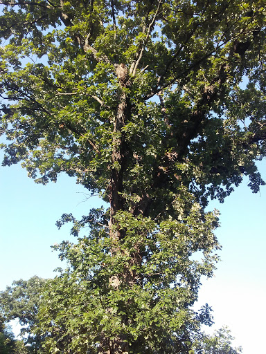 Amusement Park «Meadowmere Park», reviews and photos, 13610 Byars Rd, Grandview, MO 64030, USA