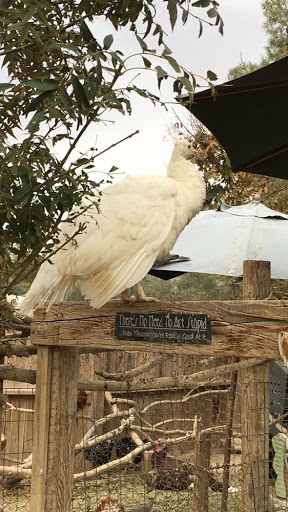 Zoo «Jr Pony Parties», reviews and photos, 1744 N Leonard Ln, Las Vegas, NV 89108, USA