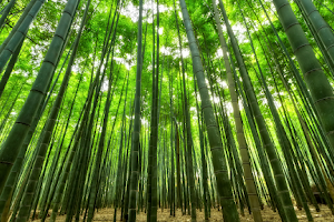 Bambú, espacio de introspección. image