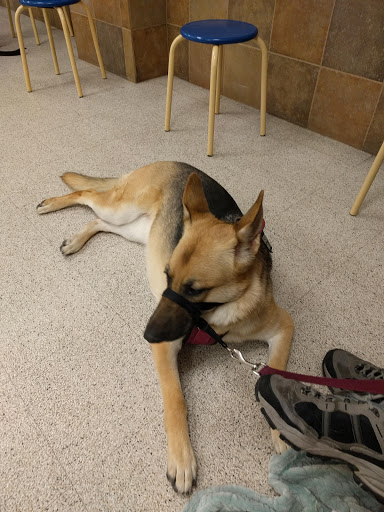 Pet Supply Store «PetSmart», reviews and photos, 555 S Cotton Ln, Goodyear, AZ 85338, USA