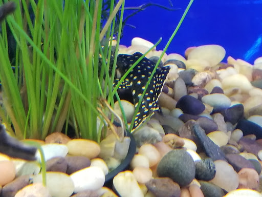 Tropical Fish Store «Shipwreck Cove Custom Aquariums», reviews and photos, 215 S El Camino Real, Encinitas, CA 92024, USA