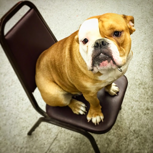 Pet Supply Store «Detroit K9 Pet Supplies», reviews and photos, 7030